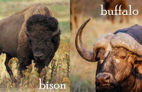 Are Buffalo and Bison the Same Animal? And Why Do They Both Look Like They’re Judging You?