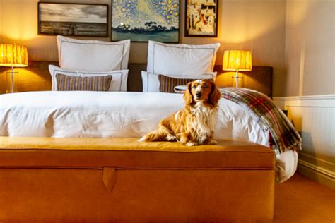 Are Hampton Inns Pet Friendly? Exploring the Intersection of Hospitality and Furry Friends