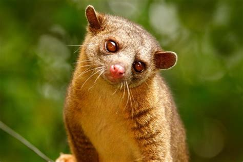 Can You Have a Kinkajou as a Pet? And Why Do They Love Honey So Much?