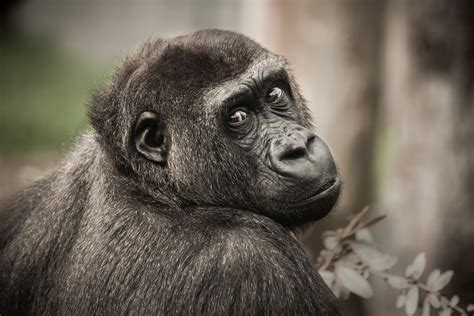 Can You Have a Pet Gorilla and Why Would You Want to Teach It to Play Chess?