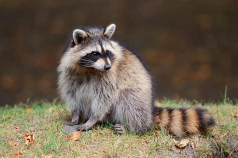 Can You Have a Pet Raccoon in PA? And Why Do They Love Pizza So Much?