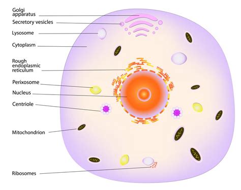 Do Animal Cells Have Cytoskeleton: And Why Do They Dance in the Moonlight?