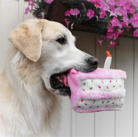 犬 誕生日ケーキ - なぜ犬はケーキを食べるべきなのか？