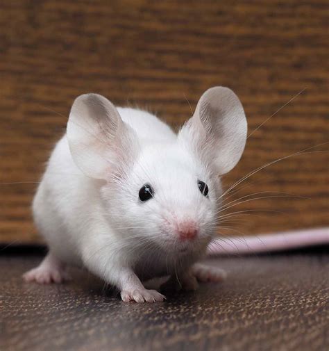 How Long Do Pet Mice Live: A Whisker Away from Immortality or Just a Fleeting Fancy?