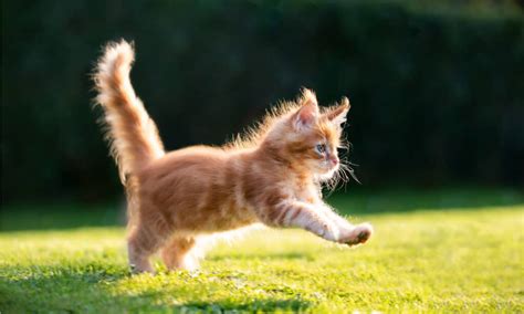 How Long Does It Take to Travel to the Sun and Why Do Cats Always Land on Their Feet?