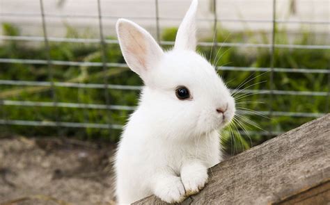 How Much Do Pet Rabbits Cost: Unraveling the Mysteries of Bunny Economics