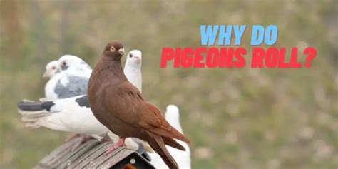 How to Make Friends in London: Why Do Pigeons Always Look So Busy?