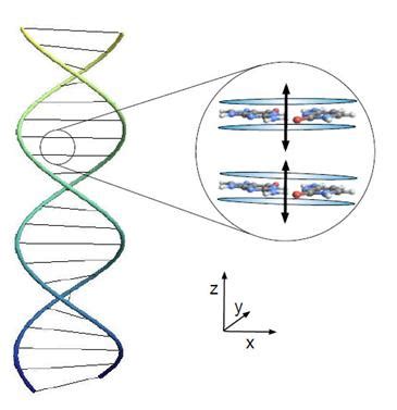 How to Repair DNA: Exploring the Quantum Entanglement of Genetic Restoration