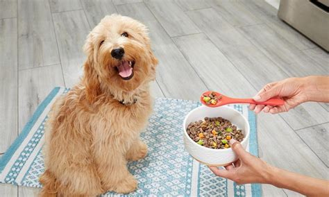 Is Fresh Pet Dog Food Healthy and Can It Make Your Dog Sing Opera?