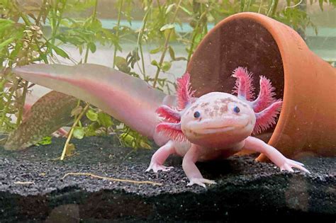 Is it ok to have an axolotl as a pet? And can they teach us about the mysteries of the universe?