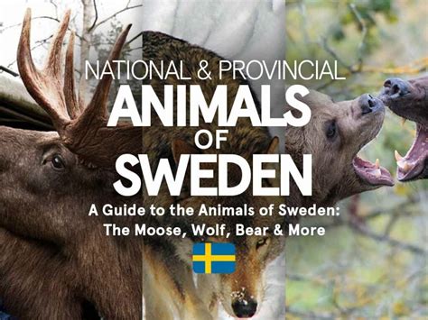 What is the National Animal of Sweden? And Why Do Some People Think It Should Be a Moose Instead?