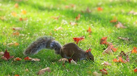 What is the weather like in fall, and why do squirrels suddenly start wearing sunglasses?