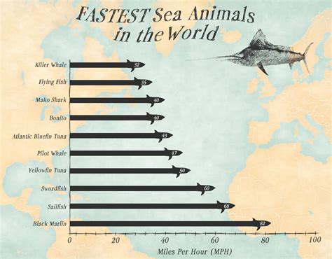 What's the Fastest Animal in the Ocean? And Why Do They Always Win the Underwater Races?