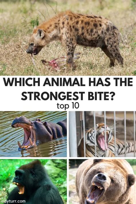 Which Animal Has the Strongest Bite, and Why Do They Always Seem to Be Smiling?