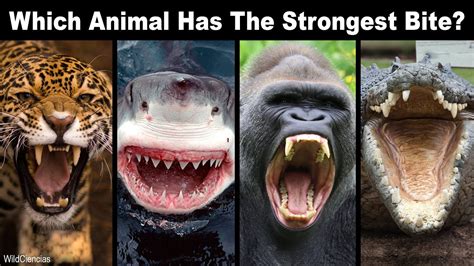 Which Animal Has the Strongest Bite, and Why Do We Care About Their Dental Hygiene?